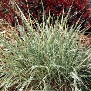 GR Arrhenatherum elatius Variegatum