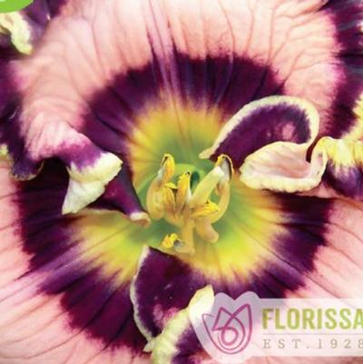 Hemerocallis Vegas Jackpot