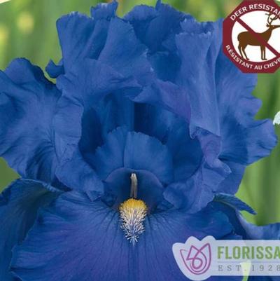 Iris germanica Blue Suede Shoes