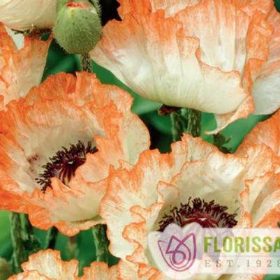 Papaver orientalis Picotee