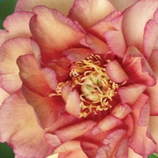 Paeonia Haleigh's Hallelujah