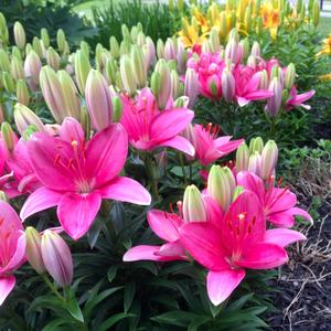 Lilium asiaticum Tiny Toons