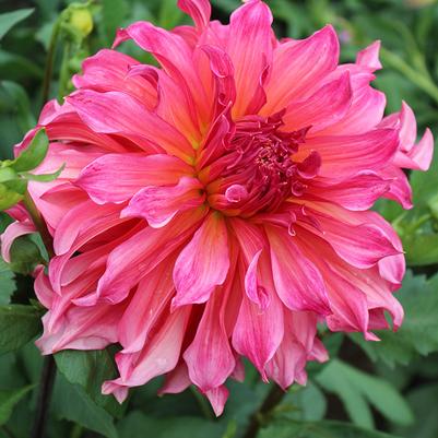 Dahlia Islander