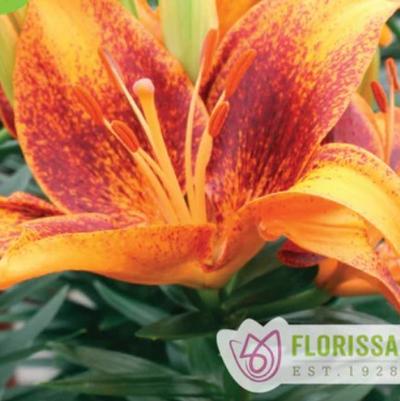 Lilium asiaticum Tiny Cosmic