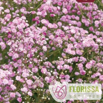 Gypsophila (per) Festival Pink Lady