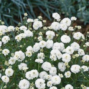 Achillea ptarmica Marshmallow