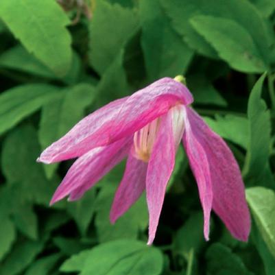 Clematis Gp A Alpina Constance