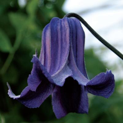 Clematis Gp C integrifolia Fascination