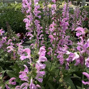 Salvia (per) pratensis Fashionista® Moulin Rouge