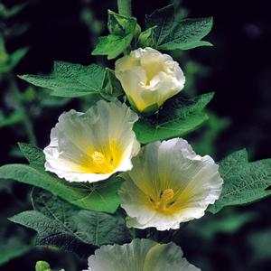 Alcea rosea Spotlight™ Polarstar