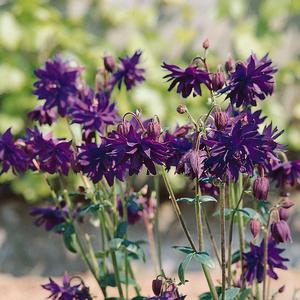 Aquilegia vulgaris Blue Barlow