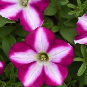 Petunia Headliner™ Raspberry Swirl