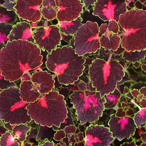 Coleus TrailBlazer&trade; Road Trip