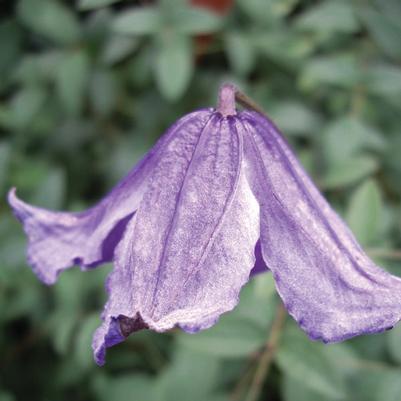 Clematis Gp C integrifolia Blue Boy