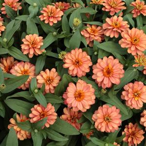 Zinnia Profusion Double Deep Salmon