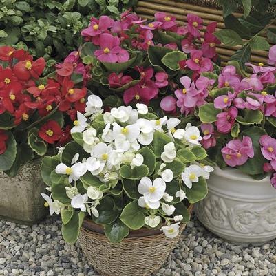 Begonia Mix