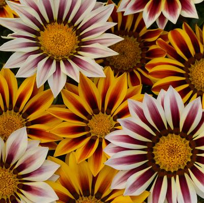Gazania New Day&reg; Tiger Mix