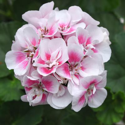 Geranium (Zonal) White Sizzle