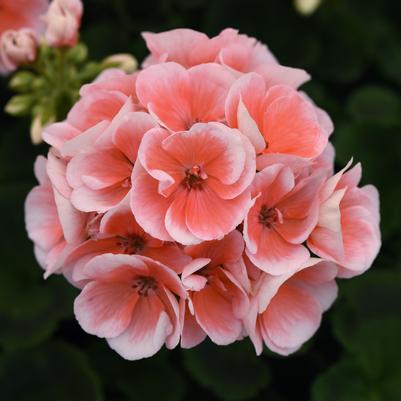 Geranium (Zonal) Light Salmon