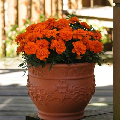 Marigold Bonanza Deep Orange