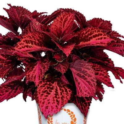 Coleus Lux Ruby Sparkle