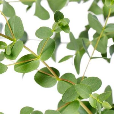 Eucalyptus Small Leaved Gum