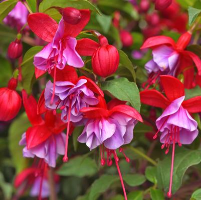 Fuchsia Blue Radiance
