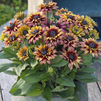 Rudbeckia Sunbeckia Cherry