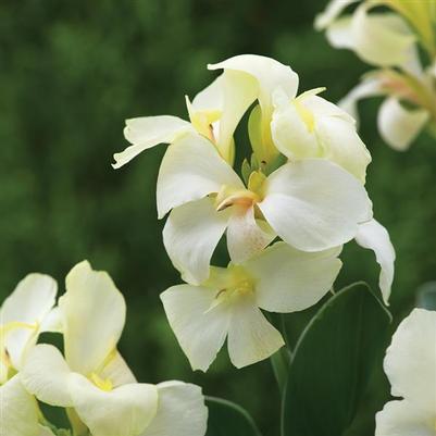Canna South Pacific White