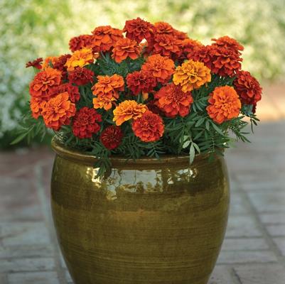 Marigold French Fireball