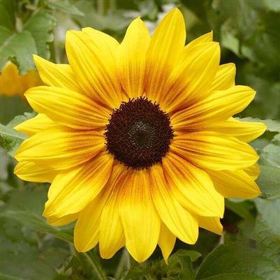 Sunflower Sunfinity Yellow Red Bicolor