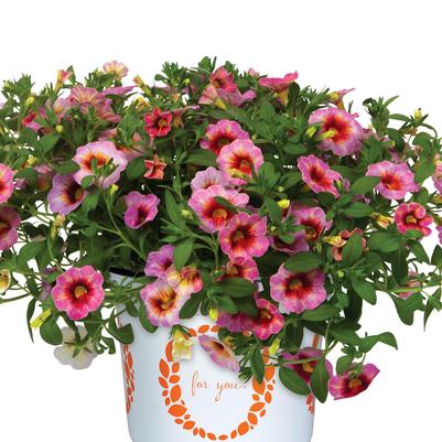 Calibrachoa Rainbow Dragon Berry