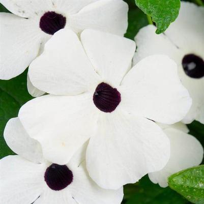 Thunbergia Tower Power White