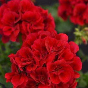 Geranium (Zonal) Galaxy&trade; Raspberry Sizzle