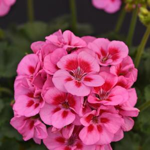 Geranium (Zonal) Fantasia&reg; Lavender Sizzle