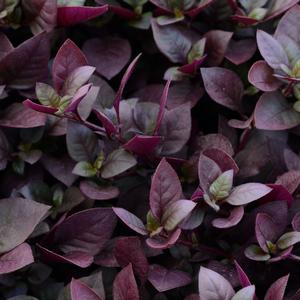 Alternanthera brasiliana Purple Prince