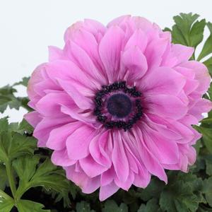 Anemone coronaria Harmony Double Rose