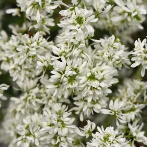 Euphorbia hypericifolia Flurry