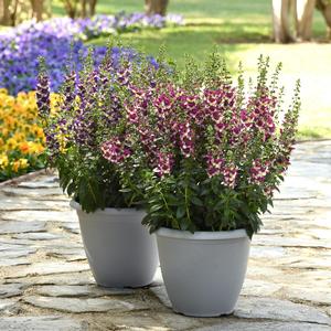 Angelonia angustifolia AngelDance&trade; Fuchsia bicolor