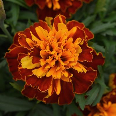 Marigold Bonanza Harmony