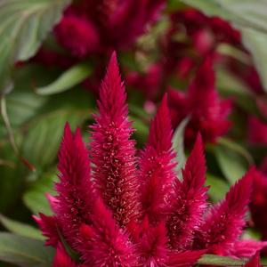 Celosia spicata Lipstick