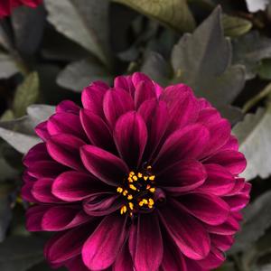 Dahlia Purple