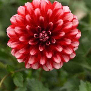Dahlia Red Lace
