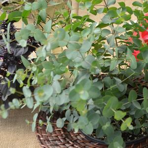 Eucalyptus gunnii Silver Drop