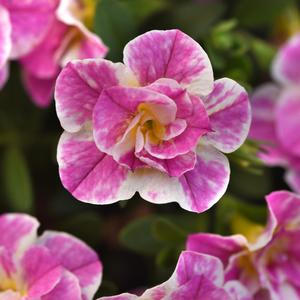 Calibrachoa MiniFamous&reg; Uno Funtopia Pink