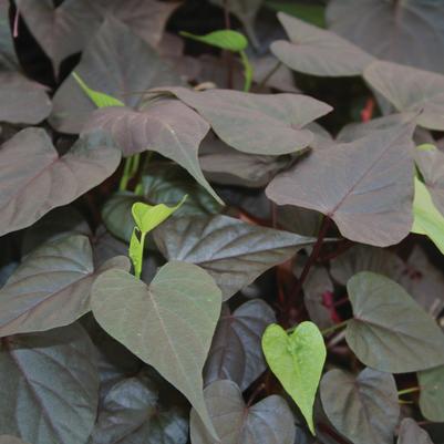Ipomoea batatas Ace of Spades