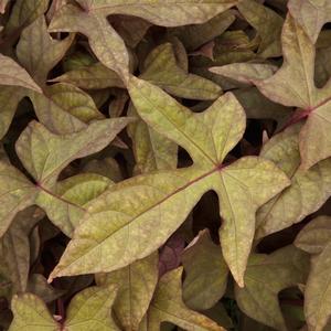 Ipomoea batatas Heart Bronze