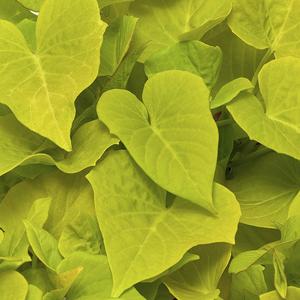 Ipomoea batatas Lime Heart