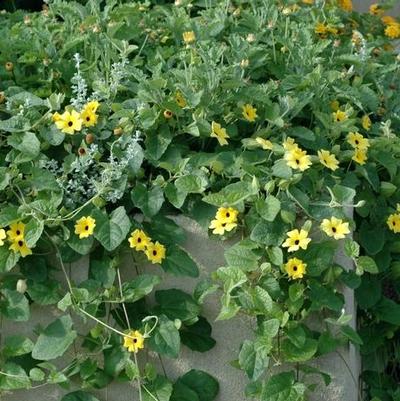 Thunbergia Sunny Lemon Star