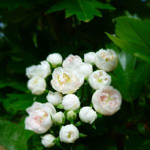 Crataegus x mordenensis Toba